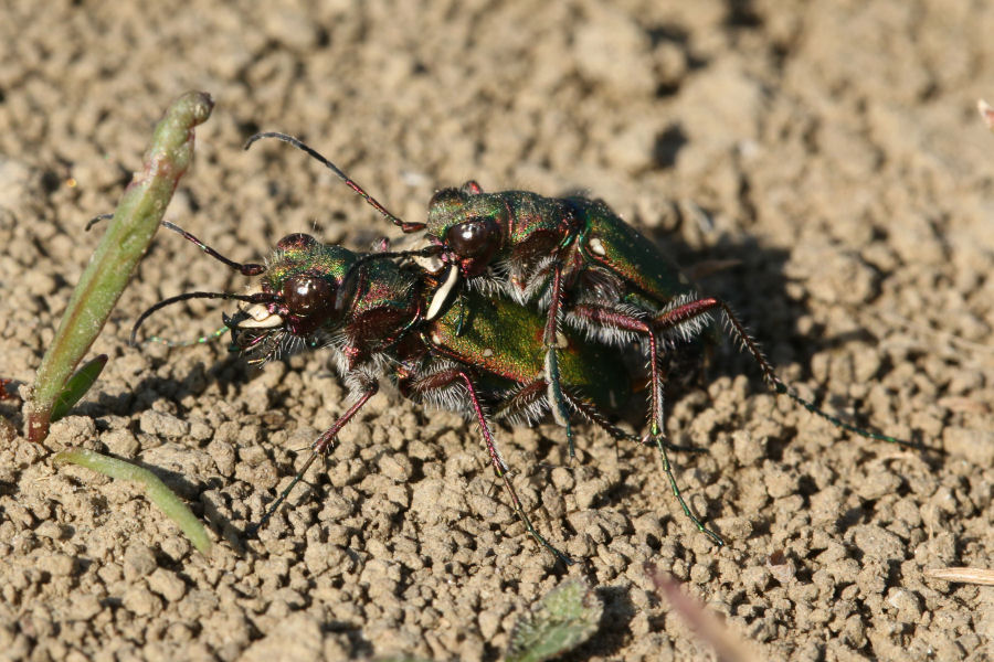 Cicindela campestris in accoppiamento