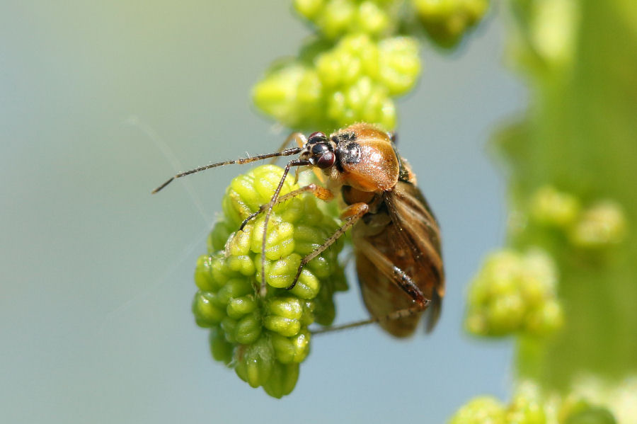 Miridae: Harpocera thoracica