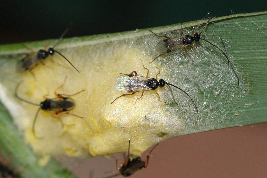 Bozzoli di Braconidae e sfarfallamento