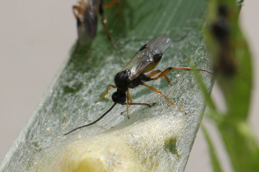 Bozzoli di Braconidae e sfarfallamento