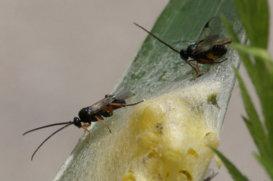 Bozzoli di Braconidae e sfarfallamento