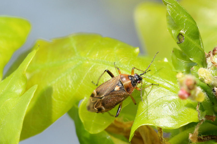 Miridae: Harpocera thoracica