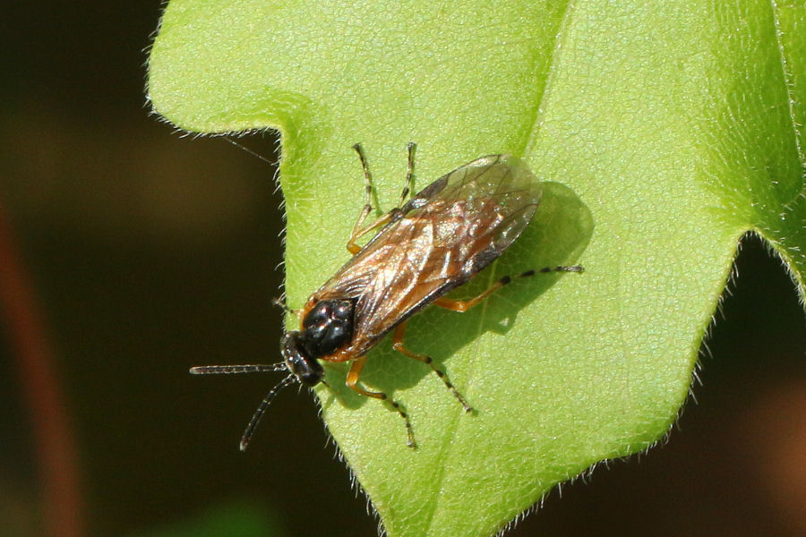 Tenthredinidae: Athalia sp.