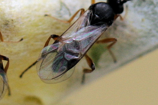 Bozzoli di Braconidae e sfarfallamento