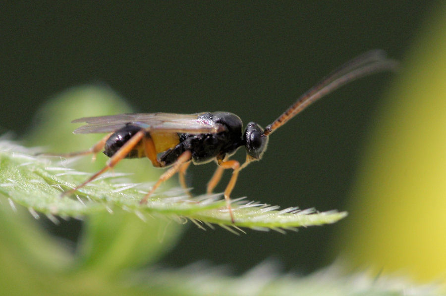 Bozzoli di Braconidae e sfarfallamento