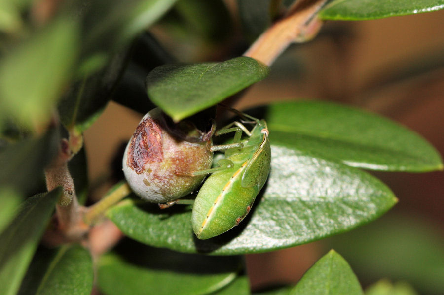 Pentatomide: Acrosternum heegeri dell''Emilia (BO) sul Mirto