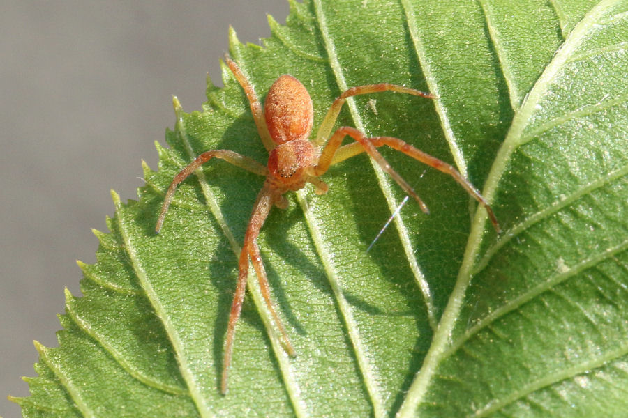 Philodromidae: Philodromus sp.