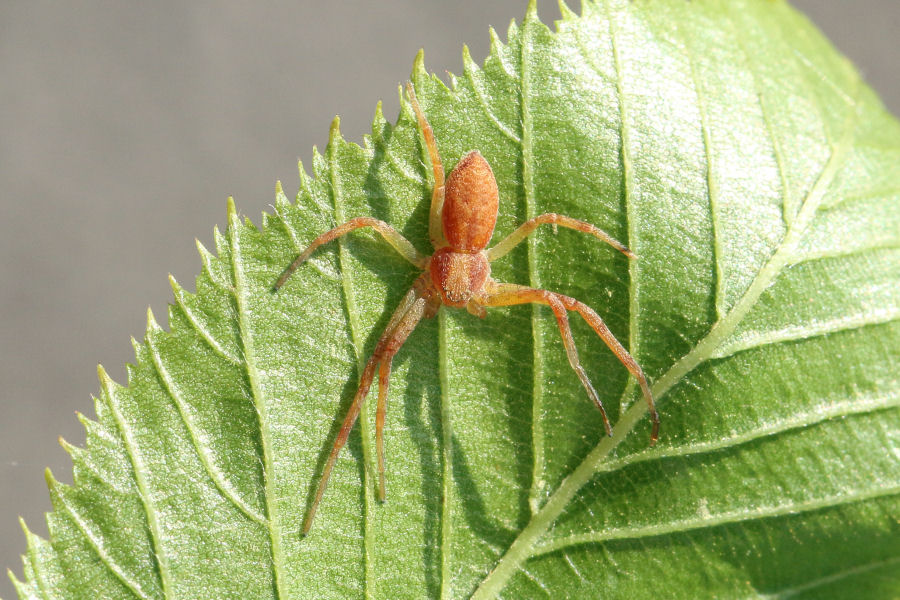 Philodromidae: Philodromus sp.