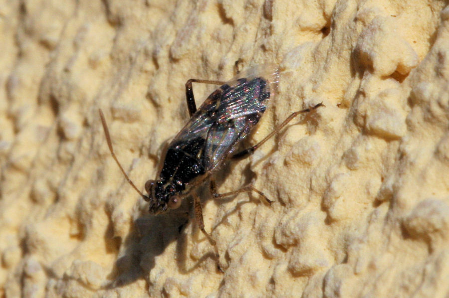 Rhopalidae: Liorhyssus hyalinus dell''Emilia (BO)