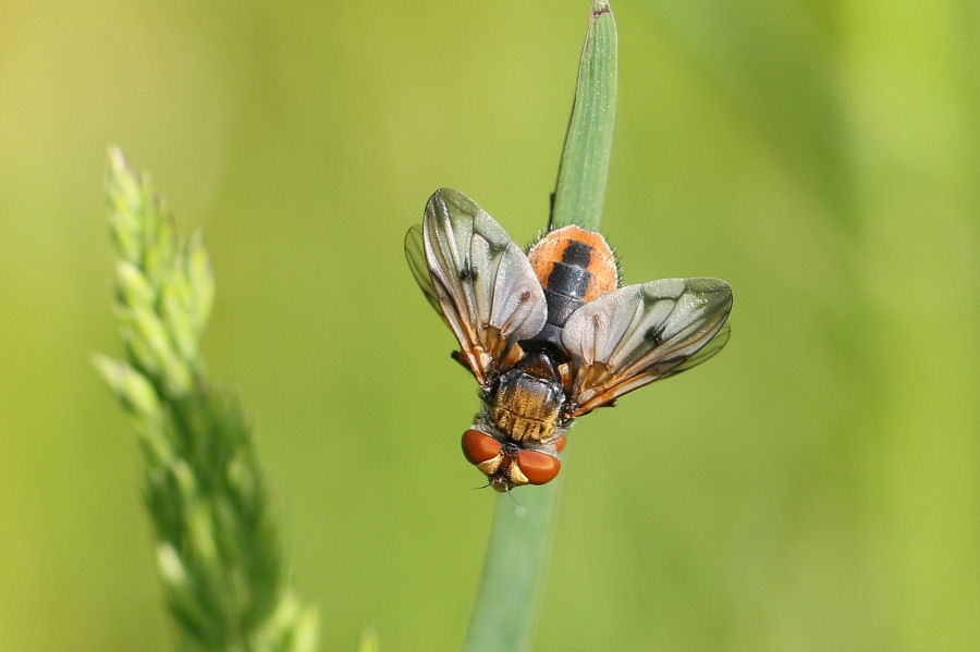Ectophasia crassipennis (Tachinidae)