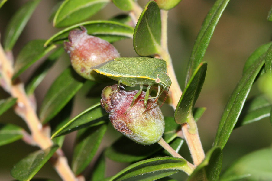 Pentatomide: Acrosternum heegeri dell''Emilia (BO) sul Mirto