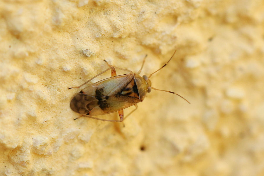 Miridae: Pinalitus cervinus