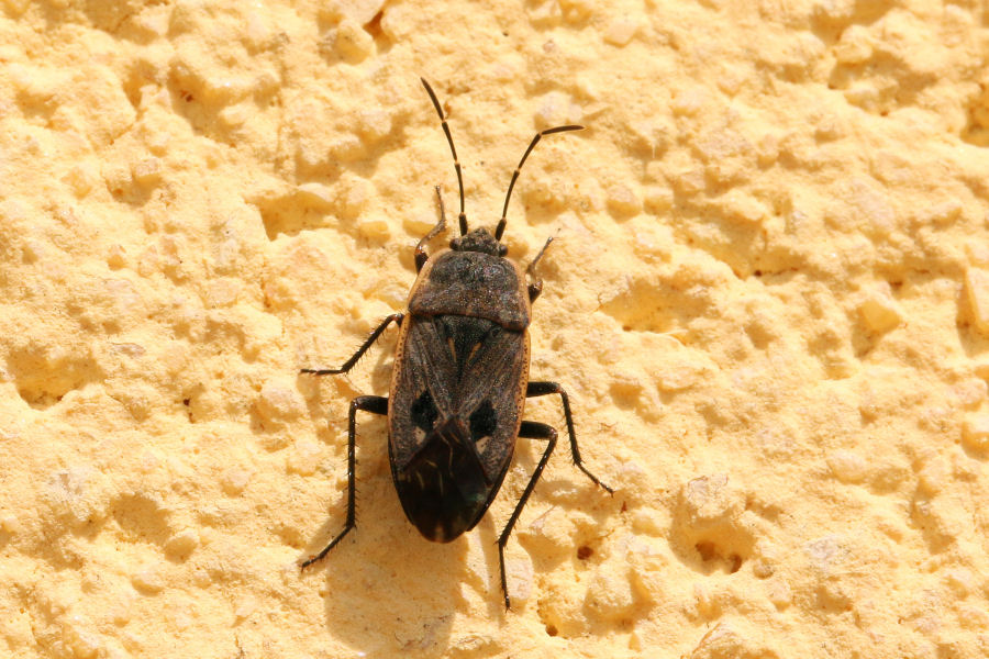 Lygaeidae: Graptopeltus lynceus