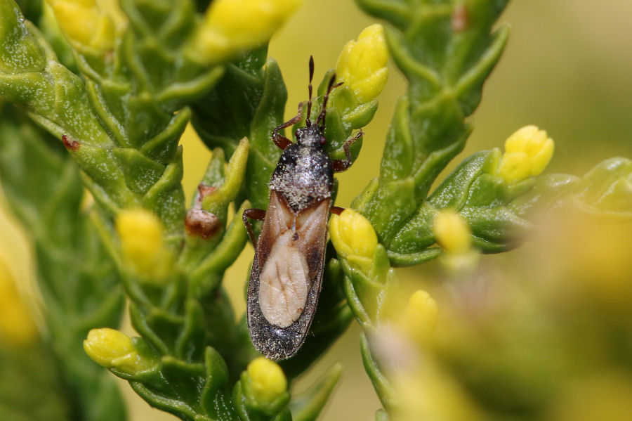 Lygaeidae: Dimorphopterus cf. blissoides dell''Emilia