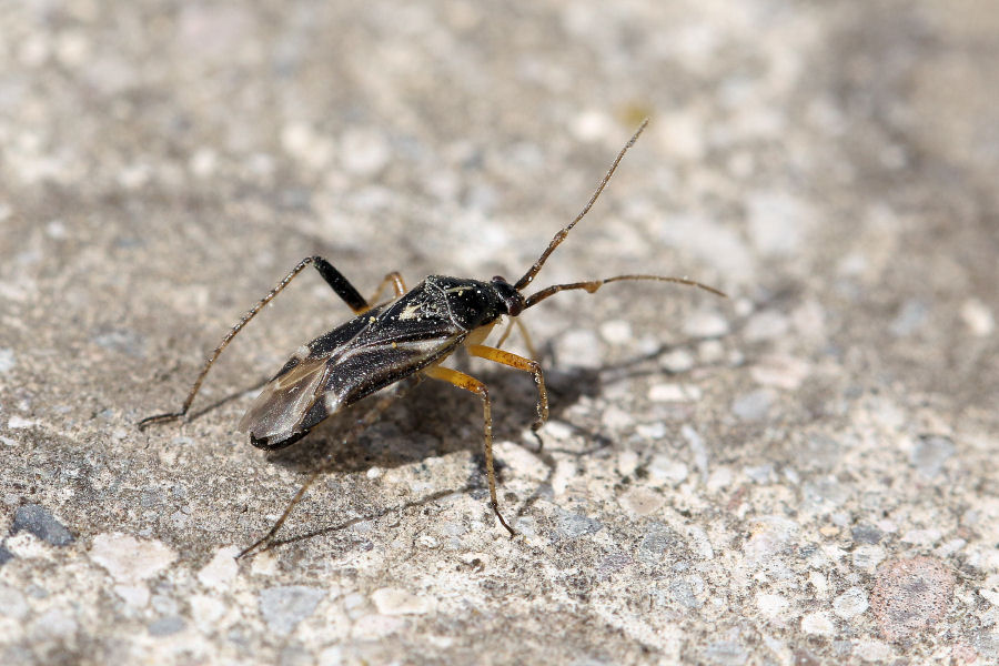 Miridae: Harpocera thoracica