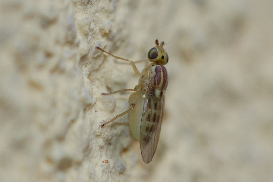 Chloropidae da id.