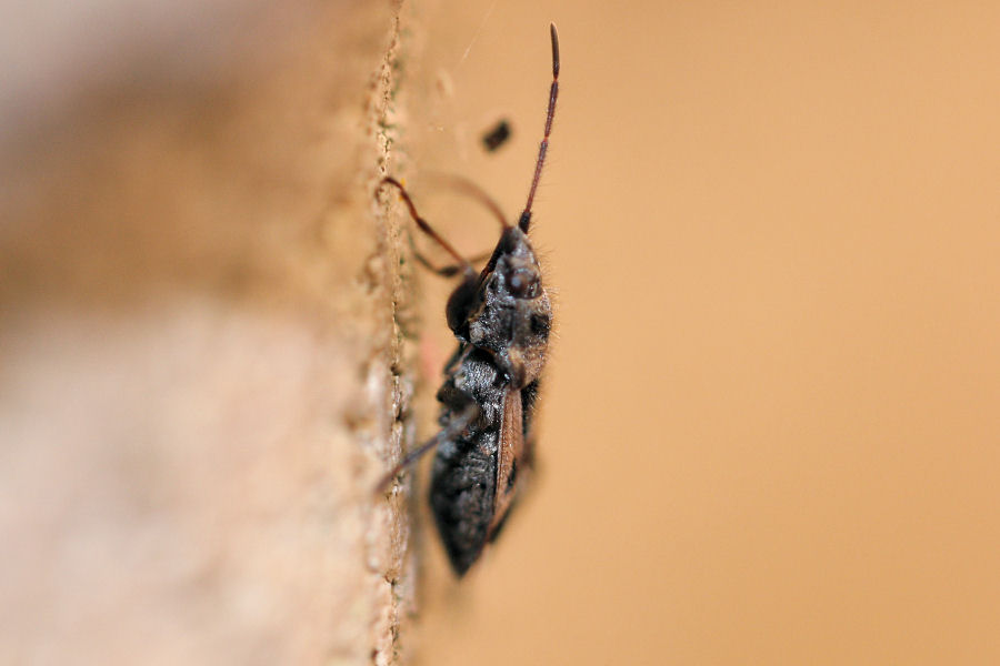 Lygaeidae: Lasiocoris anomalus dell''Emilia (BO)