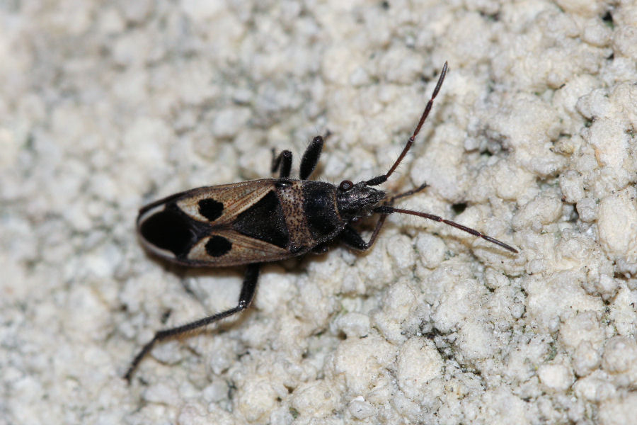 Lygaeidae: Lasiocoris anomalus dell''Emilia (BO)