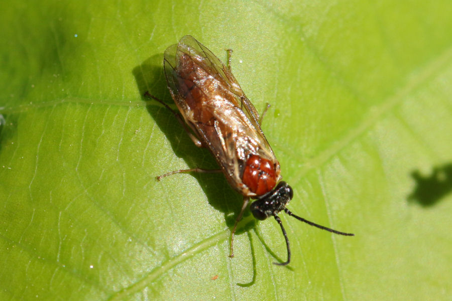 Altro Tenthredinide da id.: Periclista albida