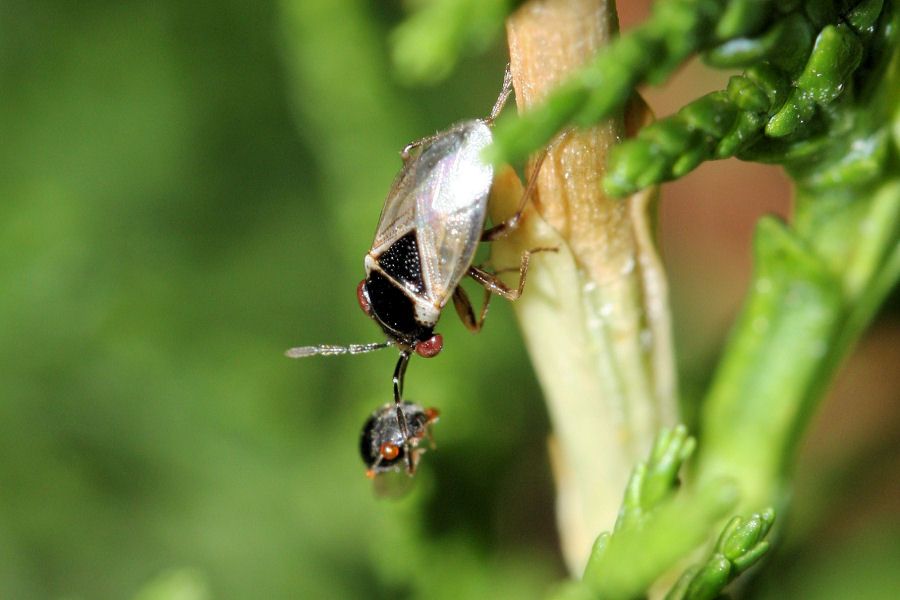 Lygaeidae: Geocoris megacephalus  con preda (BO)