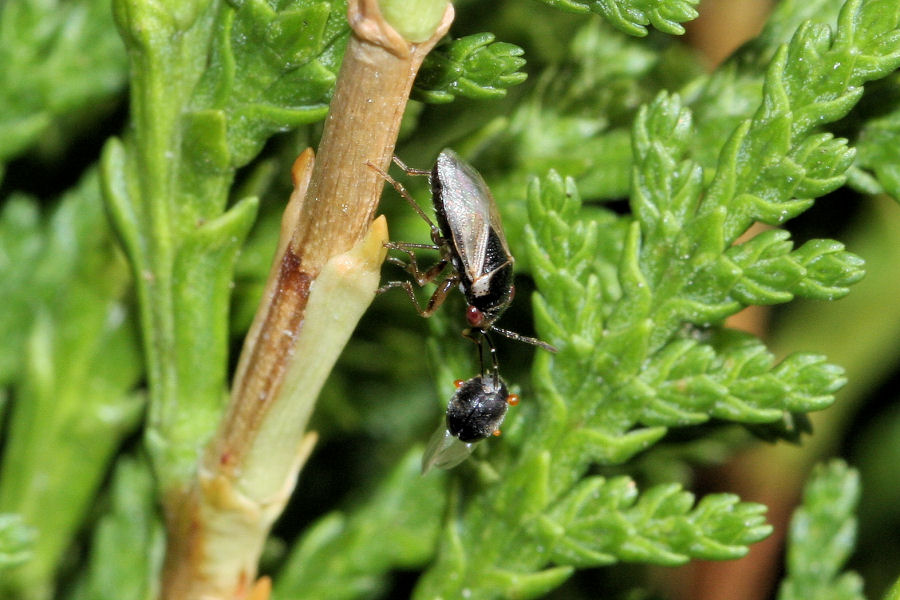 Lygaeidae: Geocoris megacephalus  con preda (BO)