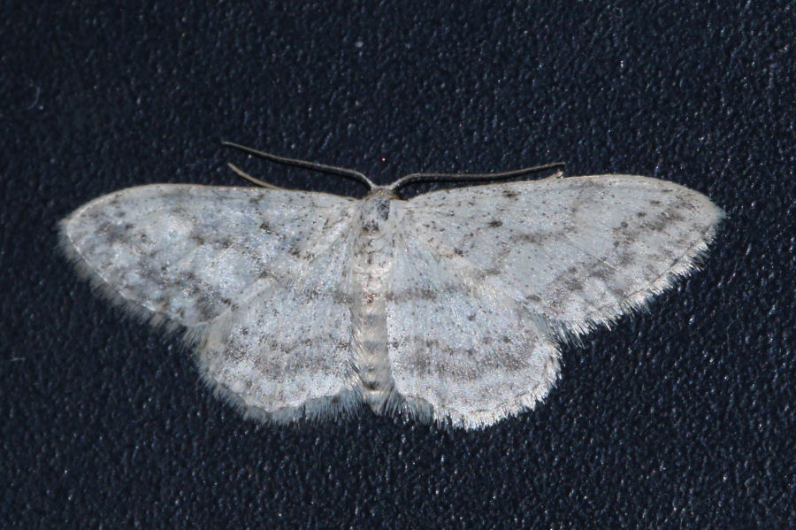 Idaea  seriata