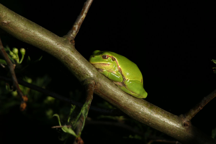 Raganella - Hyla intermedia