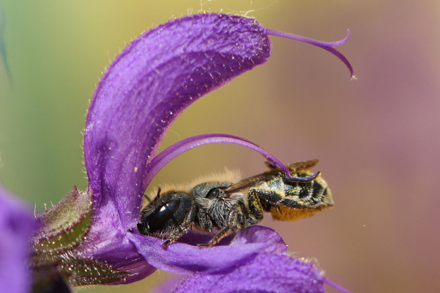 Osmia sp., Apidae Megachilinae
