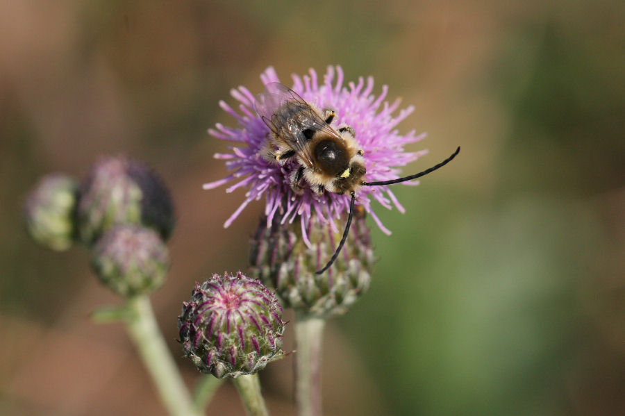 Eucera con antenne strane