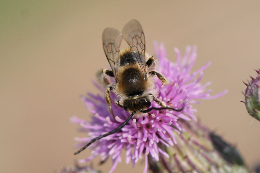 Eucera con antenne strane