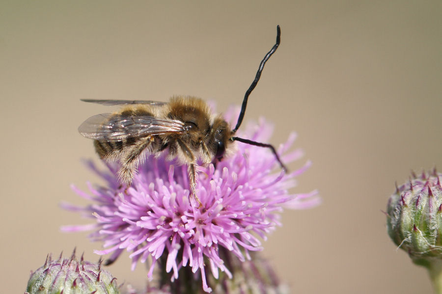 Eucera con antenne strane