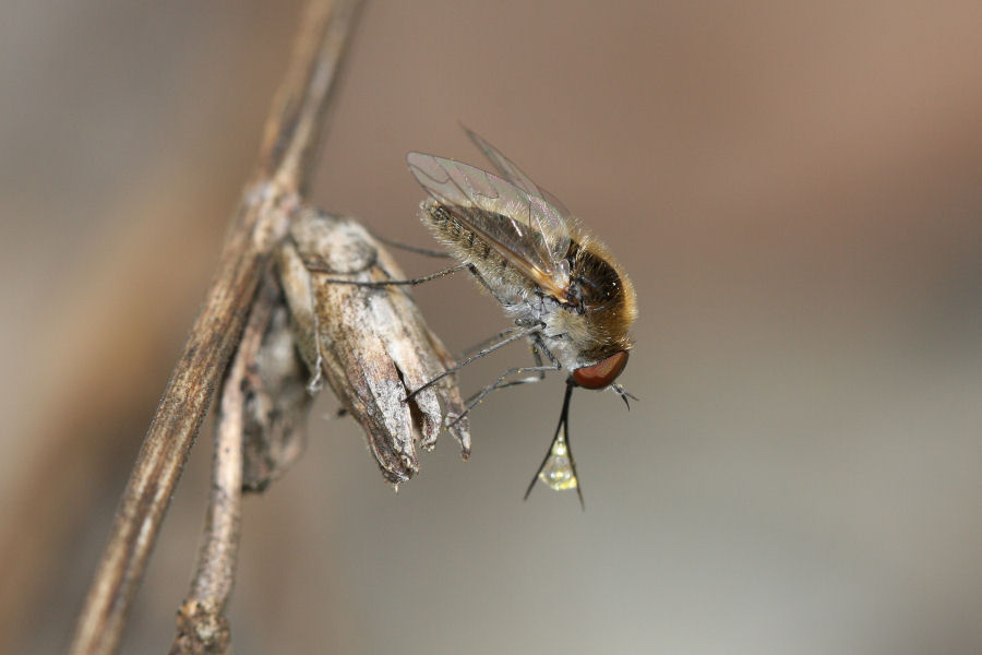 Bombyliidae: Geron sp.