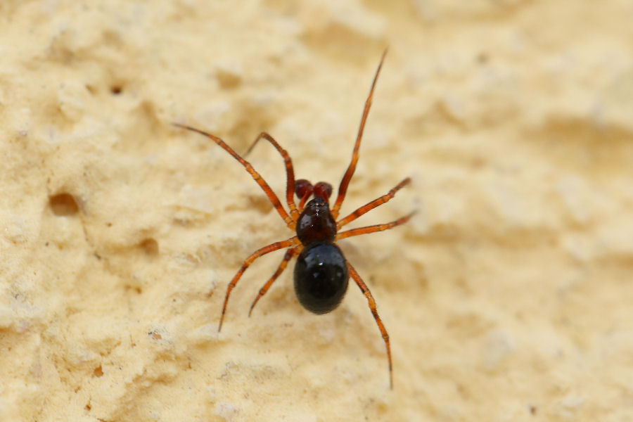 Sardinidion blackwalli - Castel Maggiore (BO)