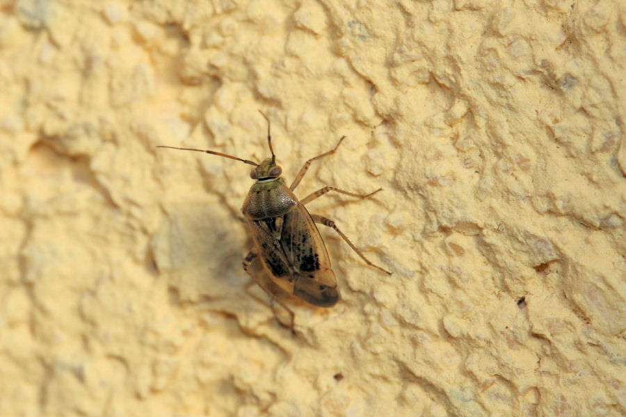 Miridae: Lygus cf. rugulipennis dell''Emilia (BO)