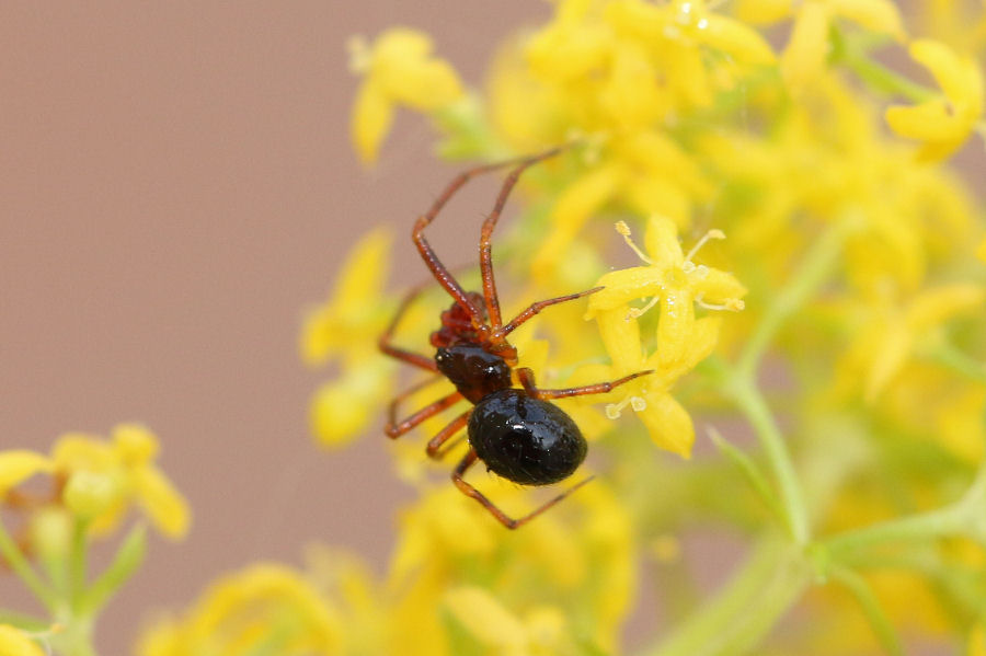 Sardinidion blackwalli - Castel Maggiore (BO)