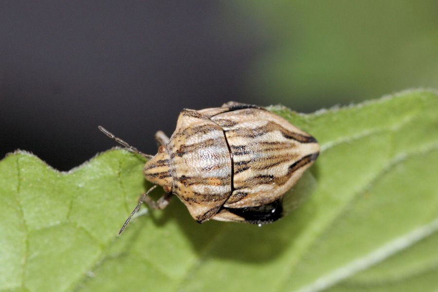 Scutelleridae: Odontotarsus robustus dell''Emilia (BO)