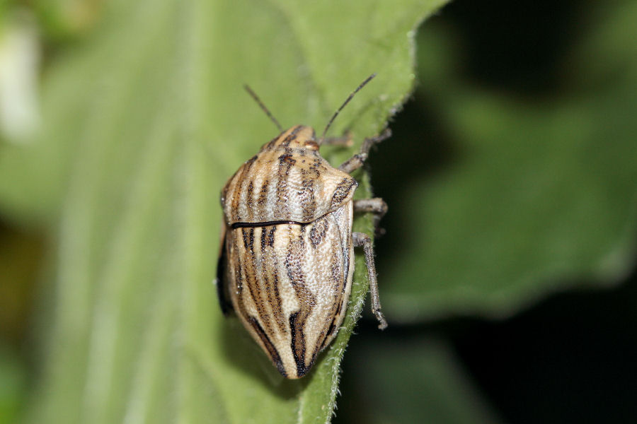 Scutelleridae: Odontotarsus robustus dell''Emilia (BO)