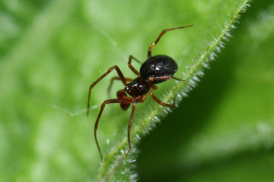 Sardinidion blackwalli - Castel Maggiore (BO)