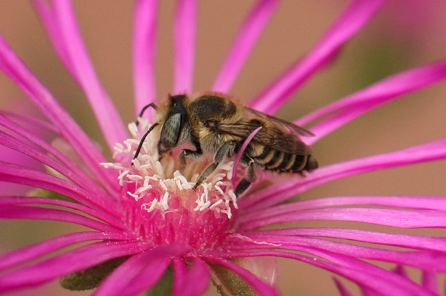 Megachile sp.