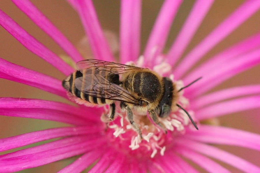 Megachile sp.