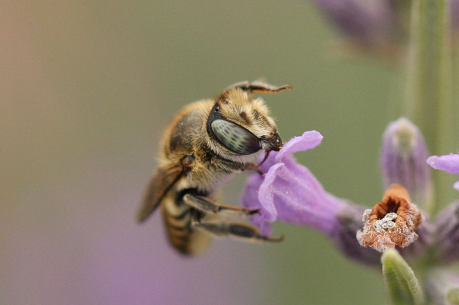 Megachile sp.