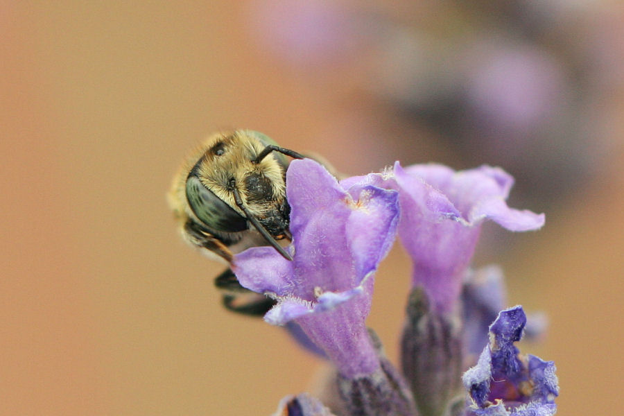 Megachile sp.