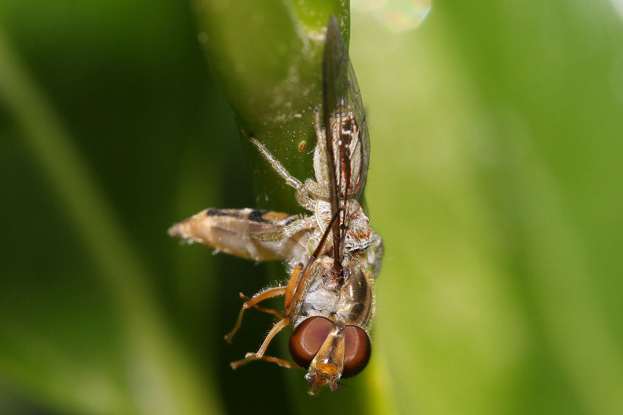 Icius sp. che preda Episyrphus balteatus