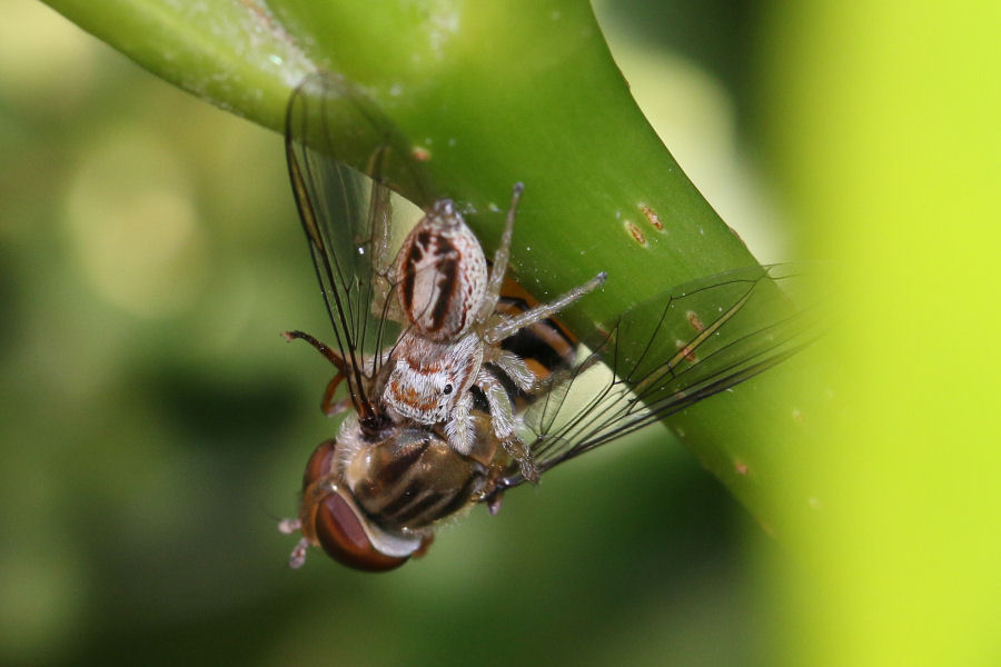 Icius sp. che preda Episyrphus balteatus