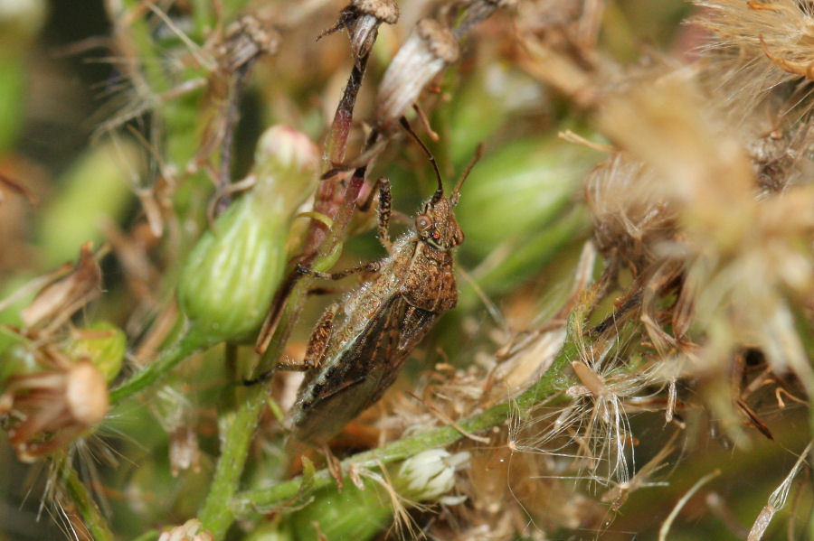 Rhopalidae: Stictopleurus punctatonervosus dell''Emilia (BO)