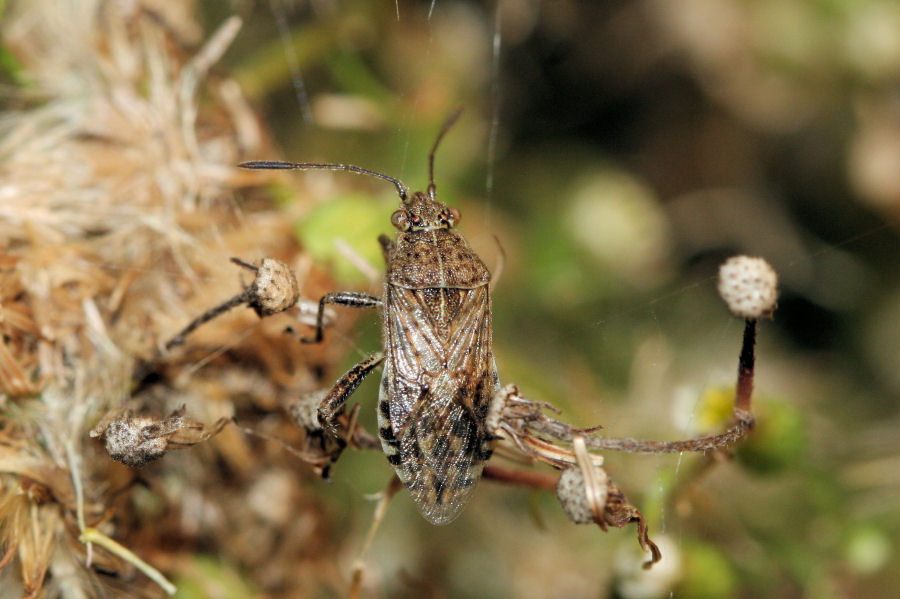 Rhopalidae: Stictopleurus punctatonervosus dell''Emilia (BO)