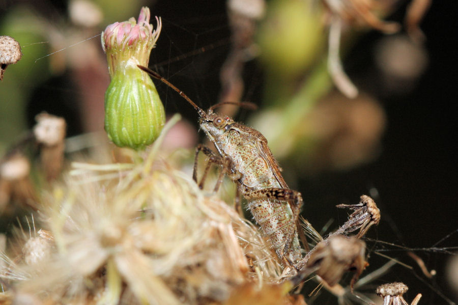 Rhopalidae: Stictopleurus punctatonervosus dell''Emilia (BO)