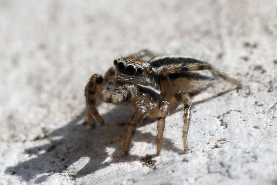 Salticidae: Phlegra sp.