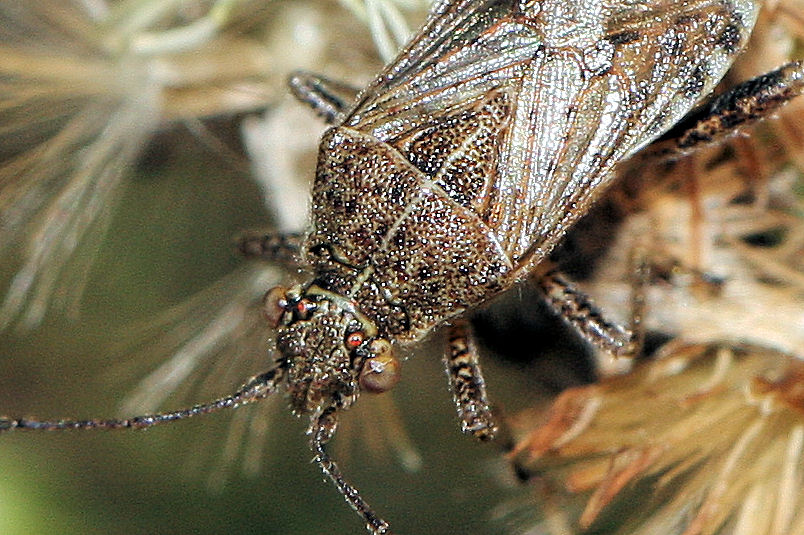 Rhopalidae: Stictopleurus punctatonervosus dell''Emilia (BO)