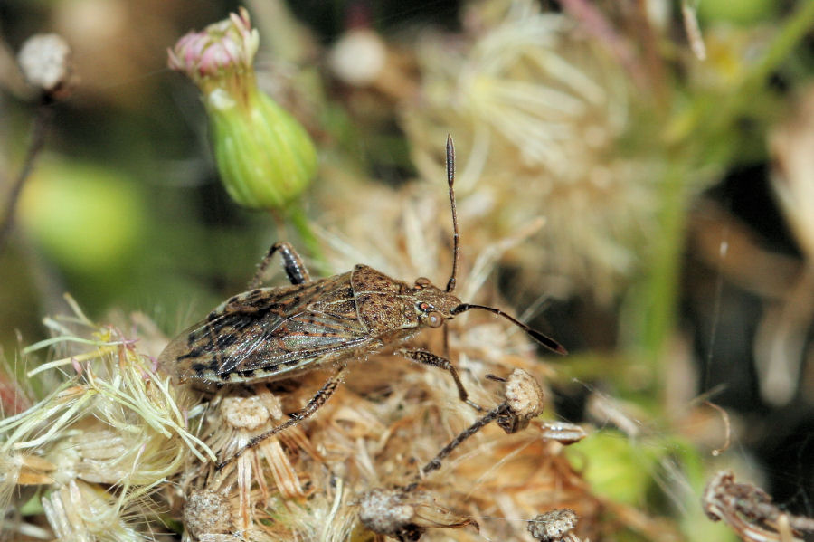 Rhopalidae: Stictopleurus punctatonervosus dell''Emilia (BO)